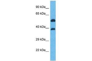 Image no. 1 for anti-Olfactory Receptor, Family 5, Subfamily K, Member 2 (OR5K2) (Middle Region) antibody (ABIN2791759)
