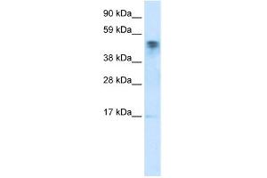anti-FLJ13798 (FLJ13798) (C-Term) antibody