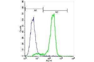 Image no. 1 for anti-Natural Killer Cell Receptor 2B4 (CD244) (AA 151-250) antibody (ABIN740730)