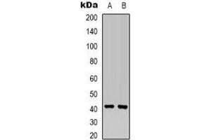 Image no. 3 for anti-Mitogen-Activated Protein Kinase Kinase 6 (MAP2K6) (N-Term) antibody (ABIN2801270)