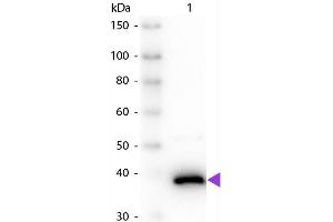 Image no. 1 for anti-D-Amino-Acid Oxidase (DAO) antibody (ABIN94968)