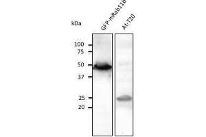 Image no. 1 for anti-RAB11B, Member RAS Oncogene Family (RAB11B) (C-Term) antibody (ABIN1440027)