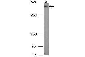 WB Image Sample (30 ug of whole cell lysate) A: A549 5% SDS PAGE antibody diluted at 1:1000