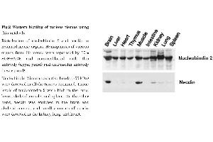 Image no. 5 for anti-Nucleobindin 2 (NUCB2) (AA 26-420) antibody (ABIN2452060)