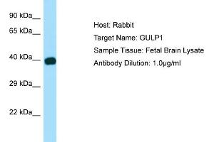 Image no. 1 for anti-GULP, Engulfment Adaptor PTB Domain Containing 1 (GULP1) (N-Term) antibody (ABIN2790152)