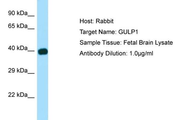 anti-GULP, Engulfment Adaptor PTB Domain Containing 1 (GULP1) (N-Term) antibody