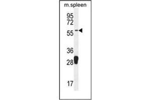 Image no. 2 for anti-Molybdenum Cofactor Synthesis 1 (MOCS1) (AA 452-482), (C-Term) antibody (ABIN953463)