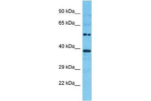 Image no. 6 for anti-Glyceraldehyde-3-Phosphate Dehydrogenase (GAPDH) (N-Term) antibody (ABIN2778645)