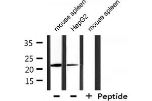 Image no. 3 for anti-DIRAS Family, GTP-Binding RAS-Like 1 (DIRAS1) antibody (ABIN6261302)