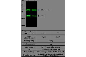 Image no. 1 for anti-Carbonic Anhydrase XIII (CA13) (AA 1-262) antibody (ABIN1996865)