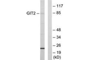 Image no. 1 for anti-G Protein-Coupled Receptor Kinase Interactor 2 (GIT2) (AA 361-410) antibody (ABIN1533883)