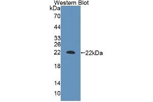 Image no. 1 for anti-Nuclear Factor I/A (NFIA) (AA 1-143) antibody (ABIN5014028)