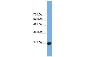 Image no. 2 for anti-COMM Domain Containing 8 (COMMD8) (Middle Region) antibody (ABIN2787037)