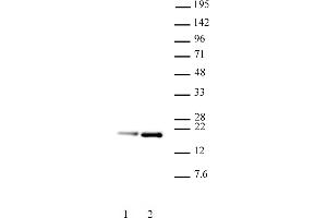 Image no. 1 for anti-Histone H3.1 (HIST1H3B) (pSer28) antibody (ABIN6971837)