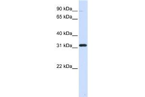 Image no. 1 for anti-Eukaryotic Translation Elongation Factor 1 beta 2 (EEF1B2) (Middle Region) antibody (ABIN2784910)