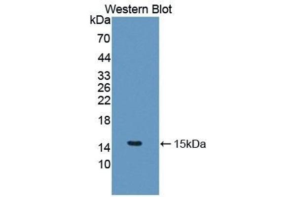 IL-5 antibody  (AA 20-134)