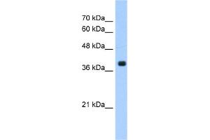Image no. 1 for anti-Farnesyltransferase, CAAX Box, alpha (FNTA) (C-Term) antibody (ABIN2783403)