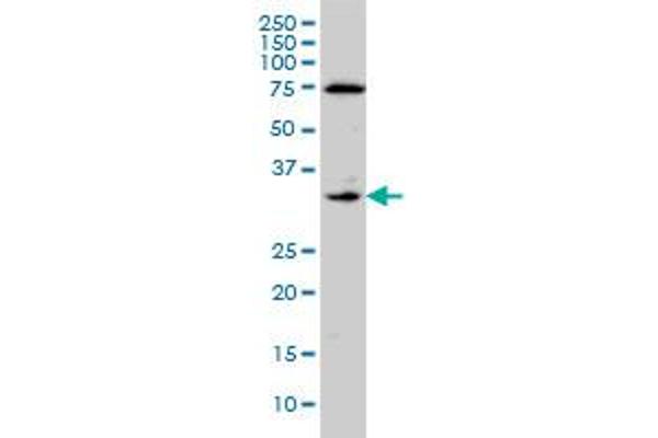 Tissue factor antibody  (AA 45-154)