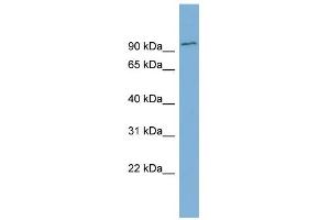 Image no. 1 for anti-F-Box Protein 34 (FBXO34) (Middle Region) antibody (ABIN2787049)