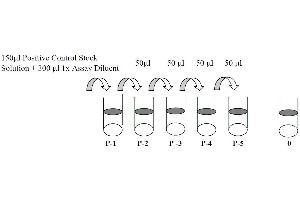 Image no. 2 for Epidermal Growth Factor Receptor (EGFR) ELISA Kit (ABIN625225)