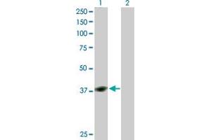 Image no. 1 for anti-YY1 Transcription Factor (YY1) (AA 1-414) antibody (ABIN521441)
