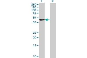 Image no. 1 for anti-F-Box and Leucine-Rich Repeat Protein 8 (FBXL8) (AA 1-374) antibody (ABIN527503)
