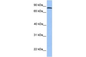 Image no. 1 for anti-ADAM Metallopeptidase Domain 7 (ADAM7) antibody (ABIN2463581)
