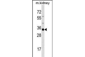 POU5F2 Antibody (Center) (ABIN1538060 and ABIN2848547) western blot analysis in mouse kidney tissue lysates (35 μg/lane).