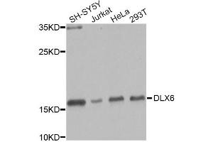 Image no. 1 for anti-Distal-Less Homeobox 6 (DLX6) antibody (ABIN6571271)