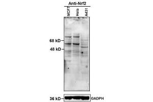 Image no. 4 for anti-Nuclear Factor (erythroid-Derived 2)-Like 2 (NFE2L2) (AA 430-480) antibody (ABIN737271)