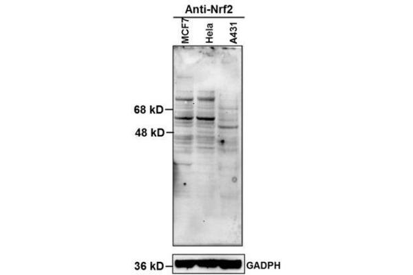 NRF2 Antikörper  (AA 430-480)