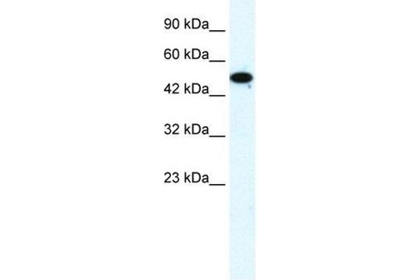 anti-Zinc Finger Protein 778 (ZNF778) (Middle Region) antibody