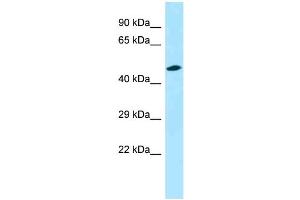 Image no. 1 for anti-Opsin 3 (OPN3) (C-Term) antibody (ABIN2788214)