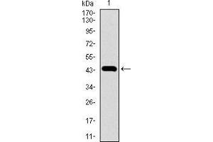Image no. 3 for anti-Nestin (NES) (AA 419-588) antibody (ABIN1724749)