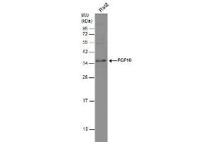 WB Image Whole cell extract (30 μg) was separated by 12% SDS-PAGE, and the membrane was blotted with FGF10 antibody , diluted at 1:1000.