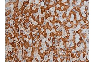 Image no. 4 for anti-Histone Deacetylase 3 (HDAC3) (pSer424) antibody (ABIN6256332)