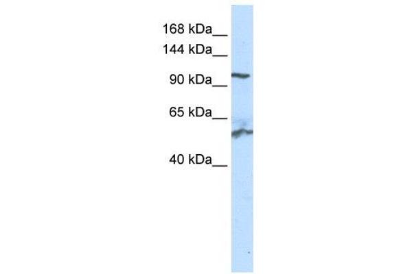 anti-Nicotinamide Nucleotide Transhydrogenase (NNT) (N-Term) antibody