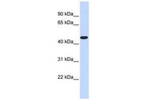 Image no. 1 for anti-Acyl-CoA Thioesterase 2 (ACOT2) (AA 360-409) antibody (ABIN6740758)