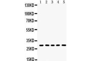 Image no. 1 for anti-Aquaporin 1 (Colton Blood Group) (AQP1) (AA 240-269), (C-Term) antibody (ABIN3043524)