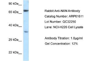 Image no. 1 for anti-Nucleoredoxin (NXN) (N-Term) antibody (ABIN2788851)