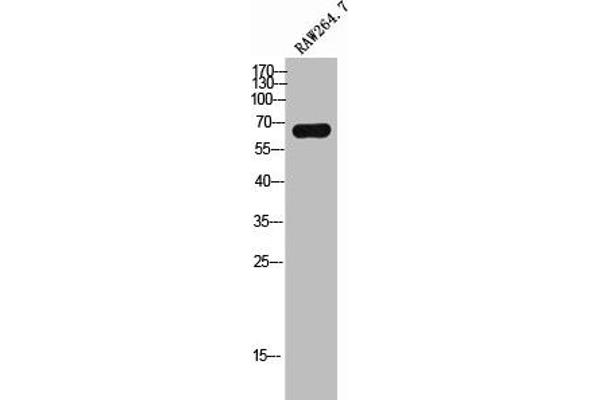 ME3 antibody  (C-Term)