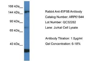 Image no. 1 for anti-Eukaryotic Translation Initiation Factor 5B (EIF5B) (Middle Region) antibody (ABIN2788862)