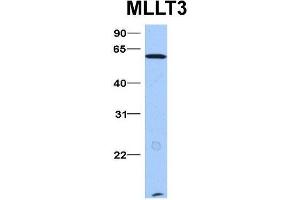 Image no. 2 for anti-Protein AF-9 (MLLT3) (N-Term) antibody (ABIN2780604)