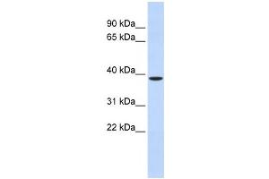 Image no. 1 for anti-Zinc Finger Protein-Like 1 (ZFPL1) antibody (ABIN2460018)