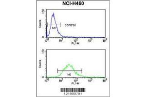 Image no. 1 for anti-HLA Class I Histocompatibility Antigen, alpha Chain G (HLAG) (AA 62-89) antibody (ABIN652888)