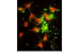 Image no. 1 for anti-Signal Recognition Particle 72kDa (SRP72) (AA 126-156), (Middle Region) antibody (ABIN453397)