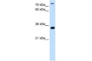 Image no. 1 for anti-TAM41, Mitochondrial Translocator Assembly and Maintenance Protein (TAMM41) (N-Term) antibody (ABIN925970)