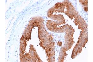 Image no. 3 for anti-V-Erb-A erythroblastic Leukemia Viral Oncogene Homolog 4 (Avian) (ERBB4) (AA 1116-1269) antibody (ABIN6939331)