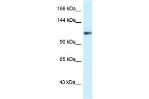 Image no. 1 for anti-Potassium Voltage-Gated Channel, Subfamily H (Eag-Related), Member 3 (Kcnh3) (N-Term) antibody (ABIN927527)