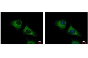 ICC/IF Image SCARA3 antibody [N2C2], Internal detects SCARA3 protein at cytoplasm by immunofluorescent analysis.